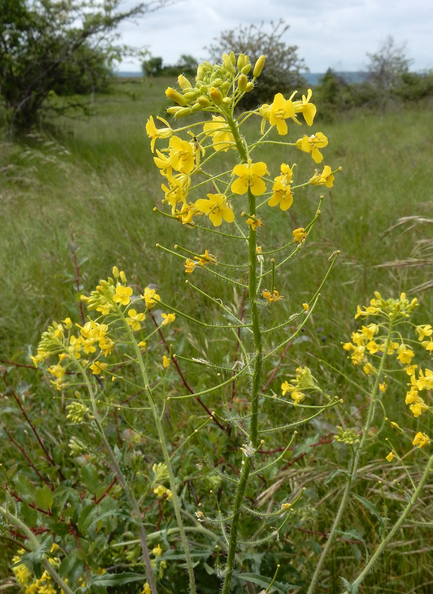 Nostandart raqam bilan yalangoch Jinsiy talonchilik